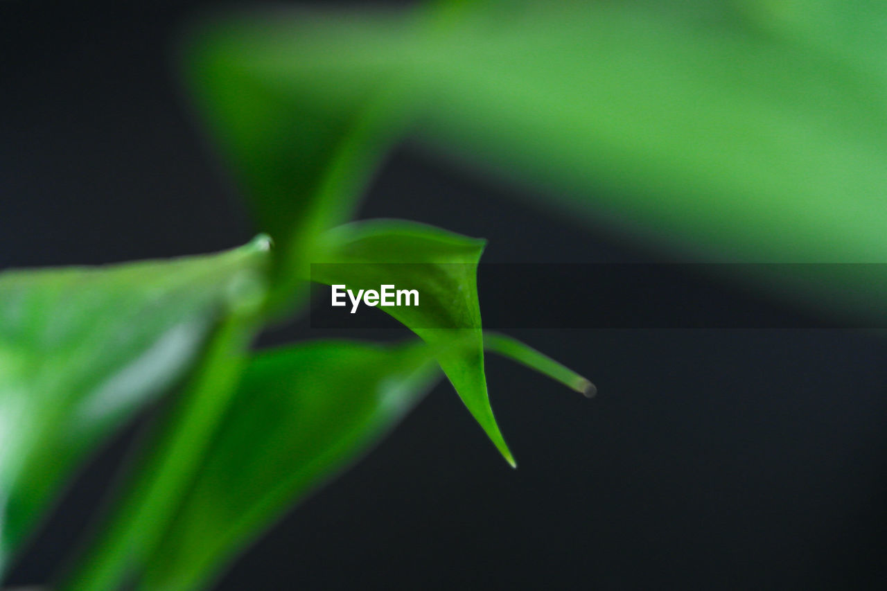 CLOSE-UP OF PLANT AGAINST GREEN BACKGROUND