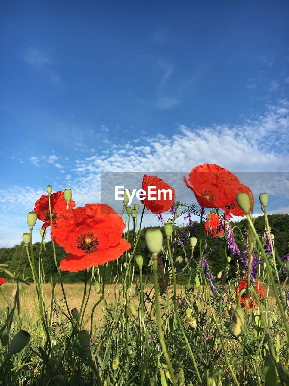 CLOSE-UP OF RED POPPY FLOWERS BLOOMING IN FIELD AGAINST SKY