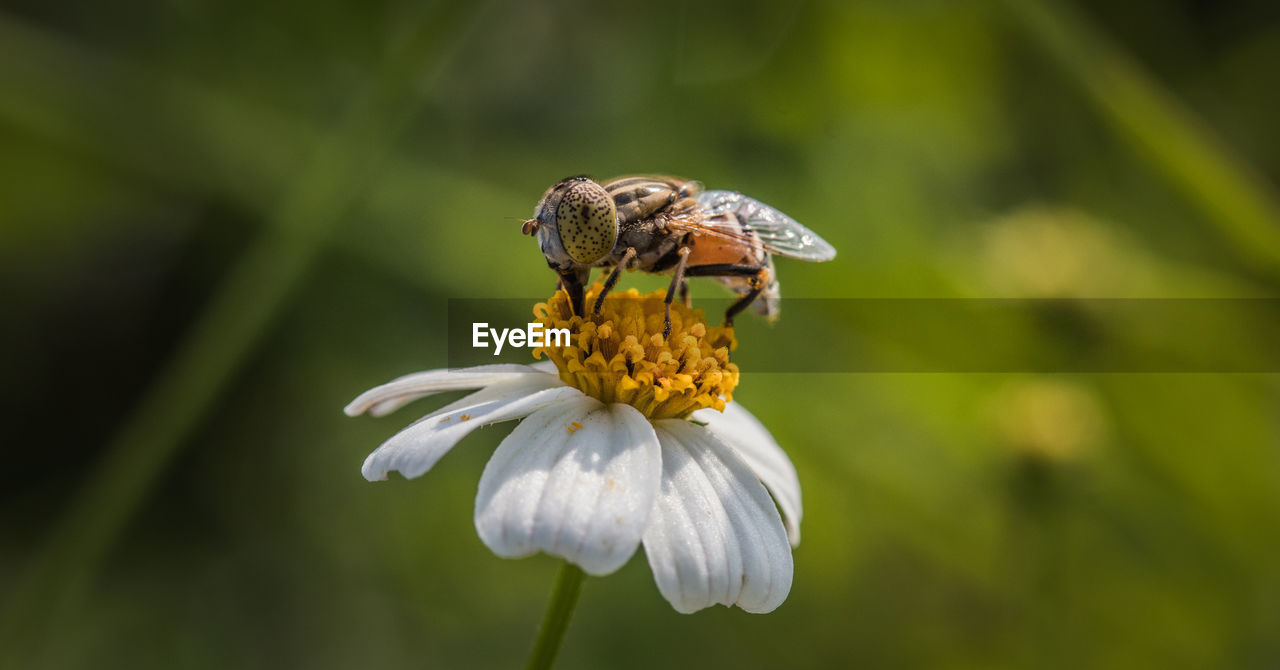 A hover fly pollinating daisy flower . beautiful macro image with nature background