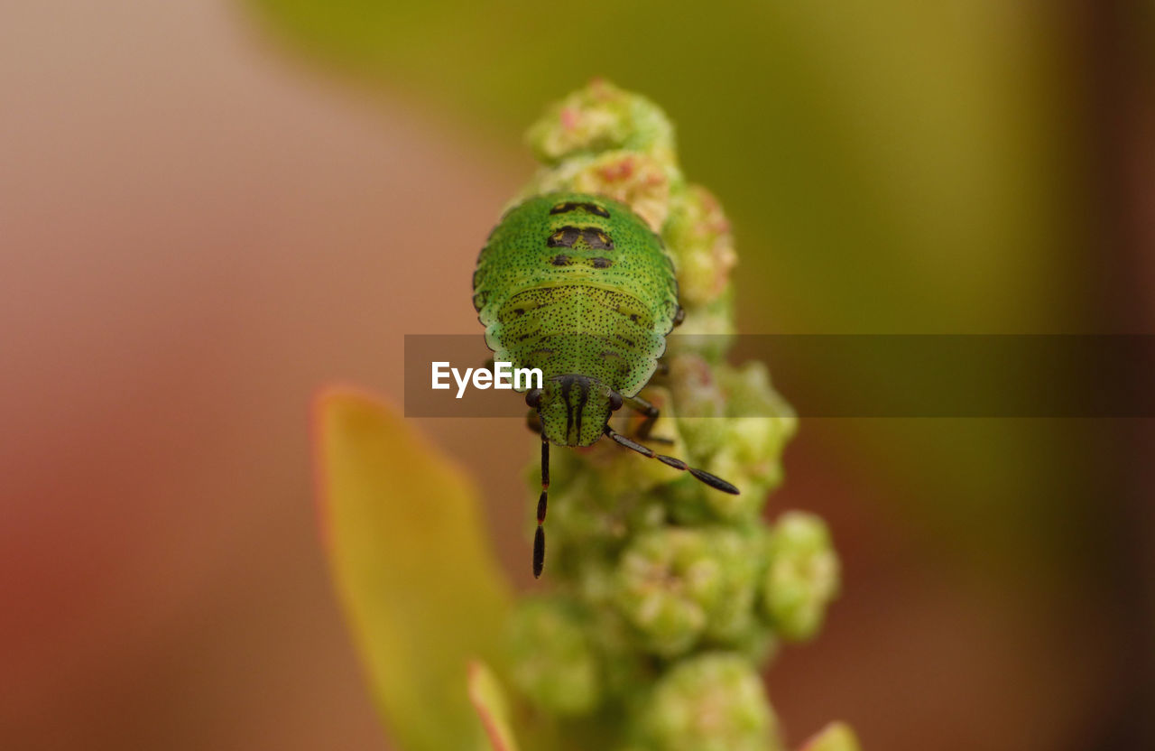 Shield bug - macro photography 