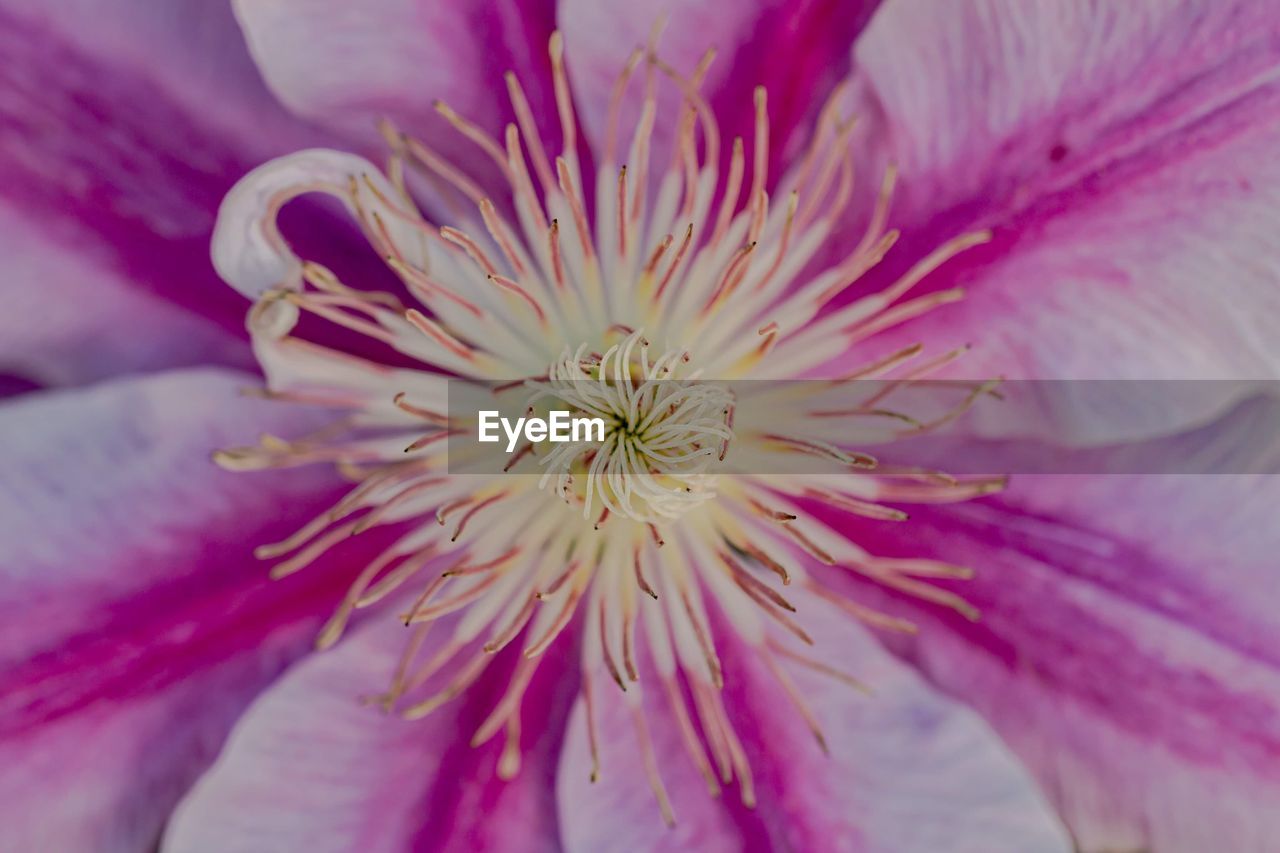 Close-up of pink flower