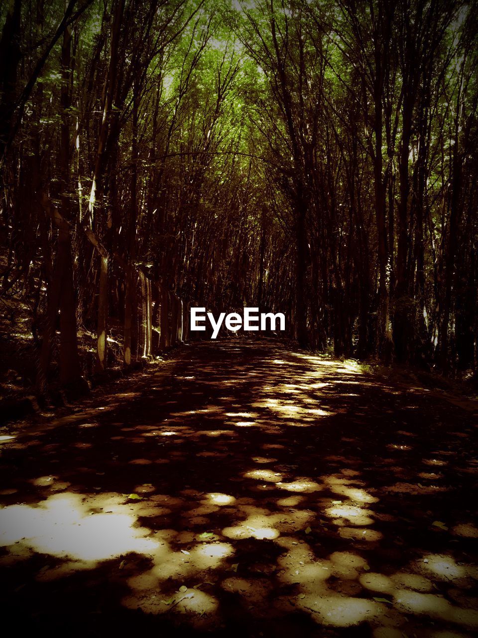 VIEW OF FOREST