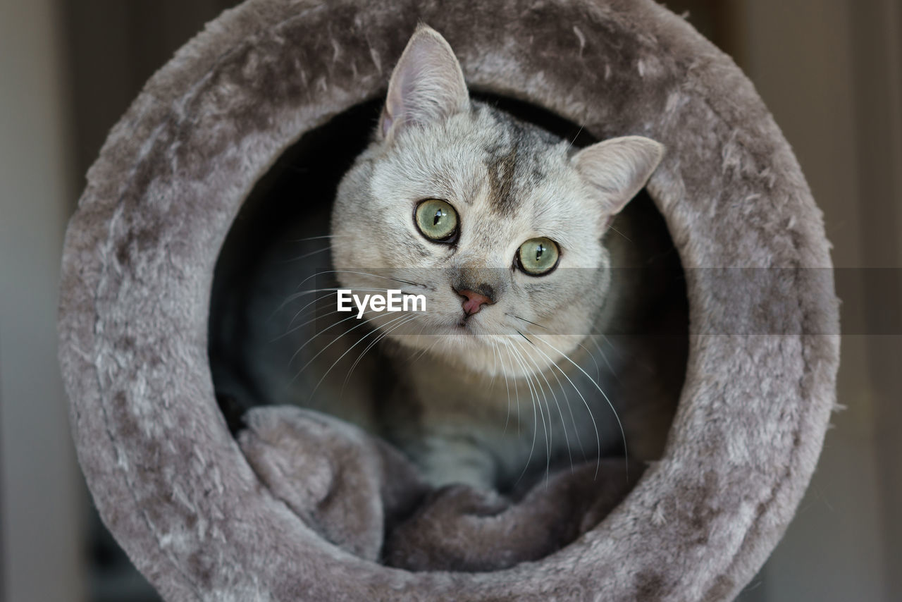 A british shorthair cat peeps out of a round gray cat house.