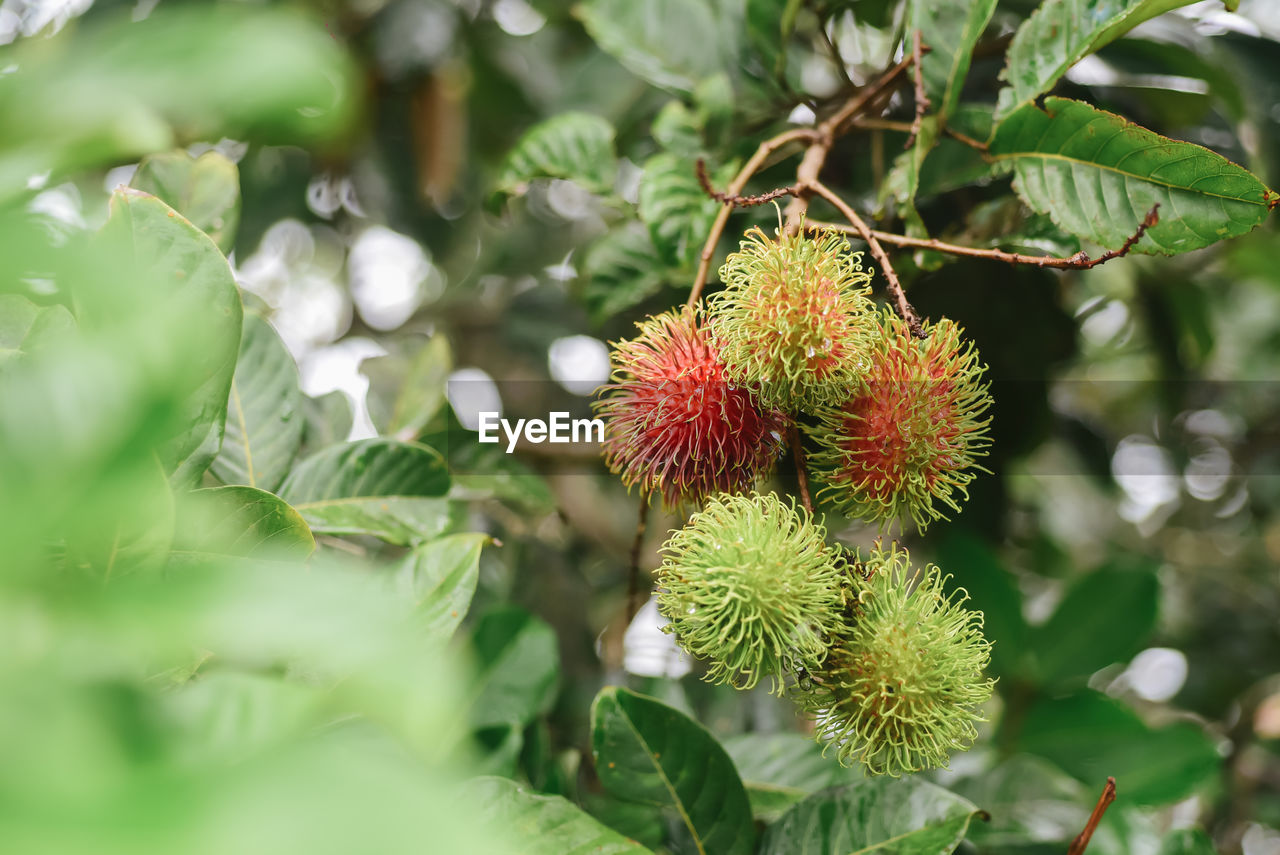 CLOSE-UP OF RED FRUIT ON PLANT