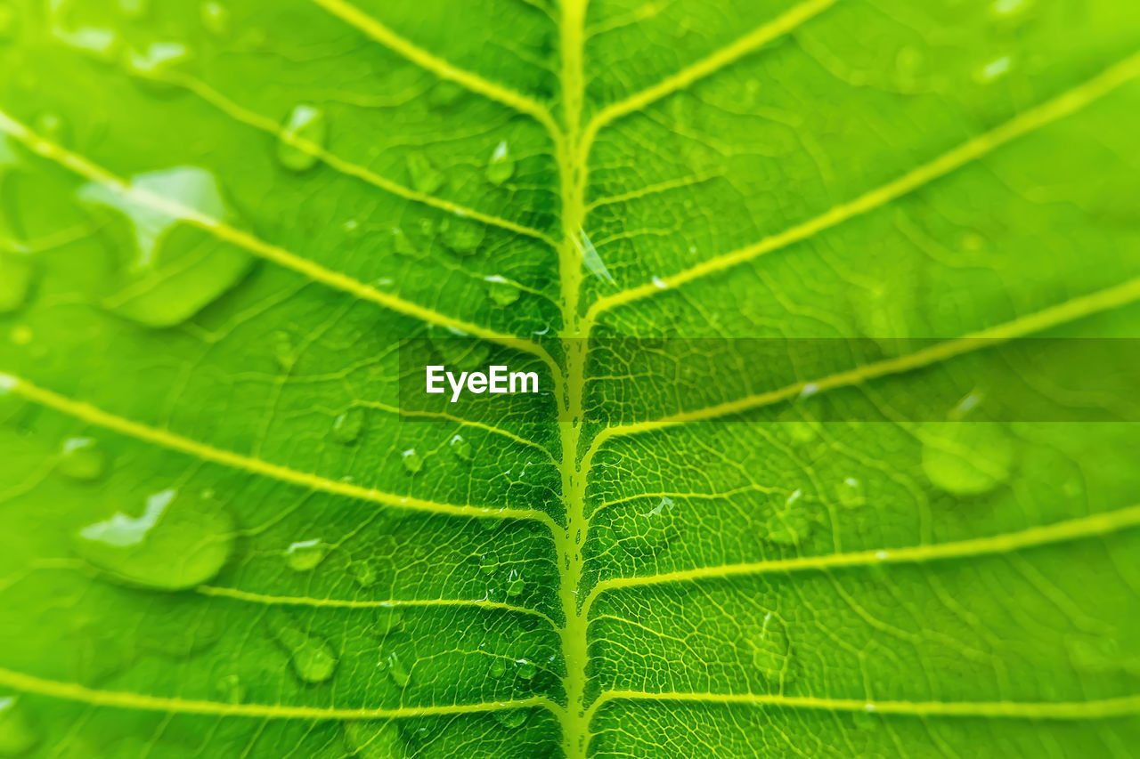 Macro closeup of beautiful fresh green leaf with drop of water after the rain in morning sunlight