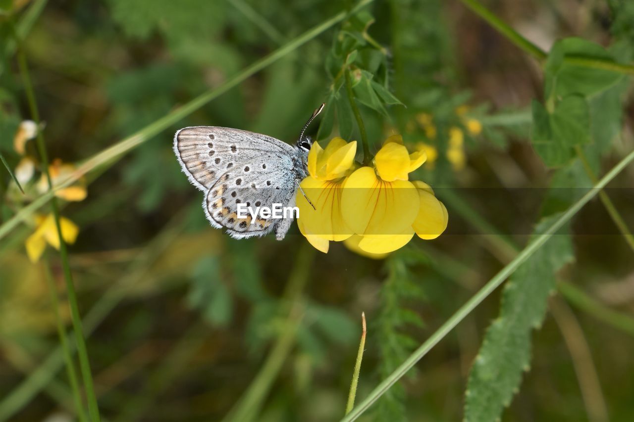 BUTTERFLY ON YELLOW FLOWER