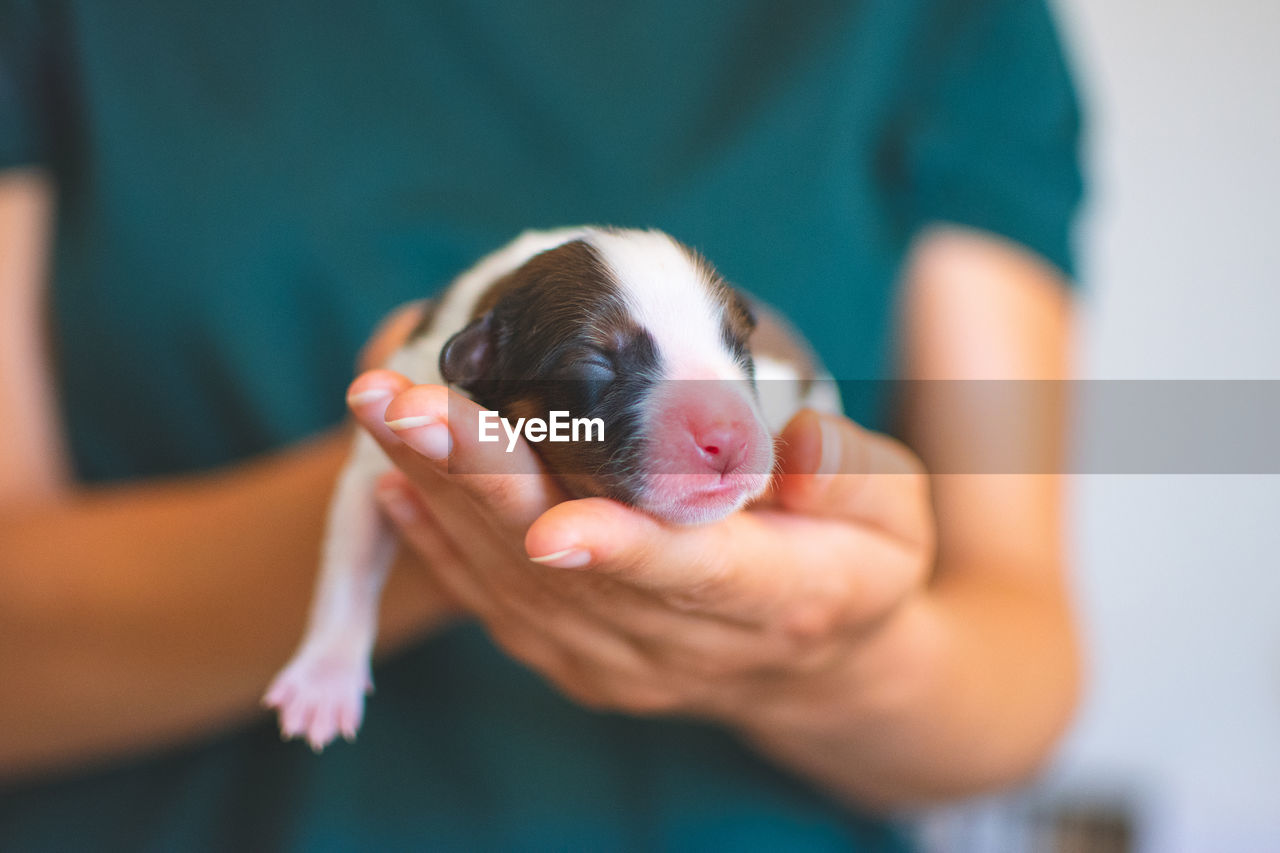 Midsection of woman holding puppy