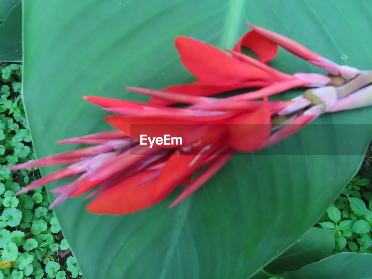 CLOSE-UP OF RED ROSE