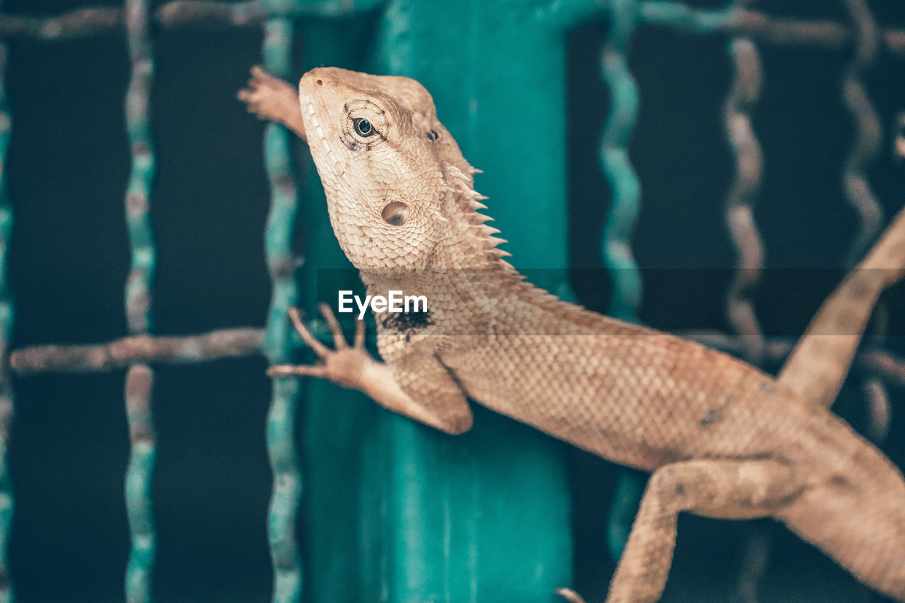 CLOSE-UP OF A LIZARD ON ROCK