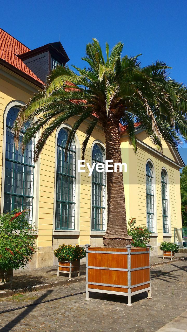 Palm tree by house against clear blue sky