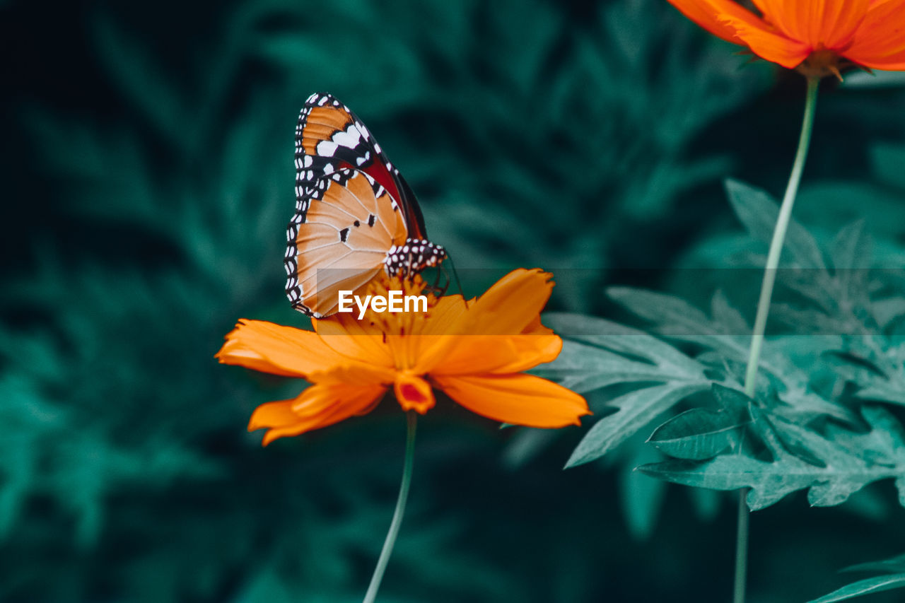 Close-up of butterfly pollinating on flower