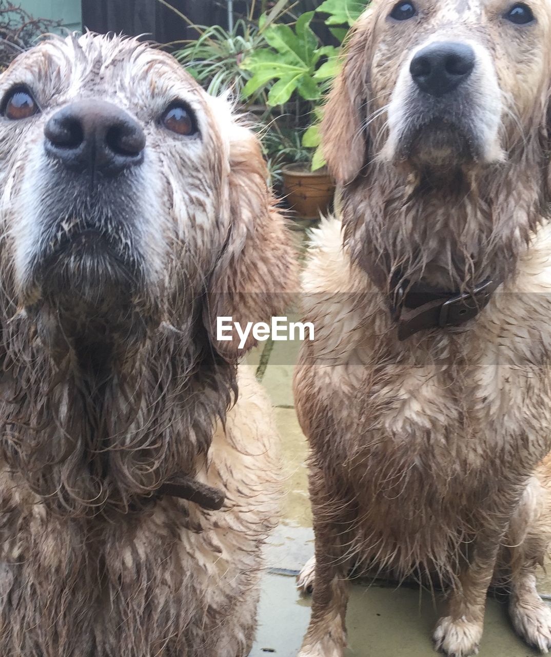 Close-up of wet golden retrievers in yard