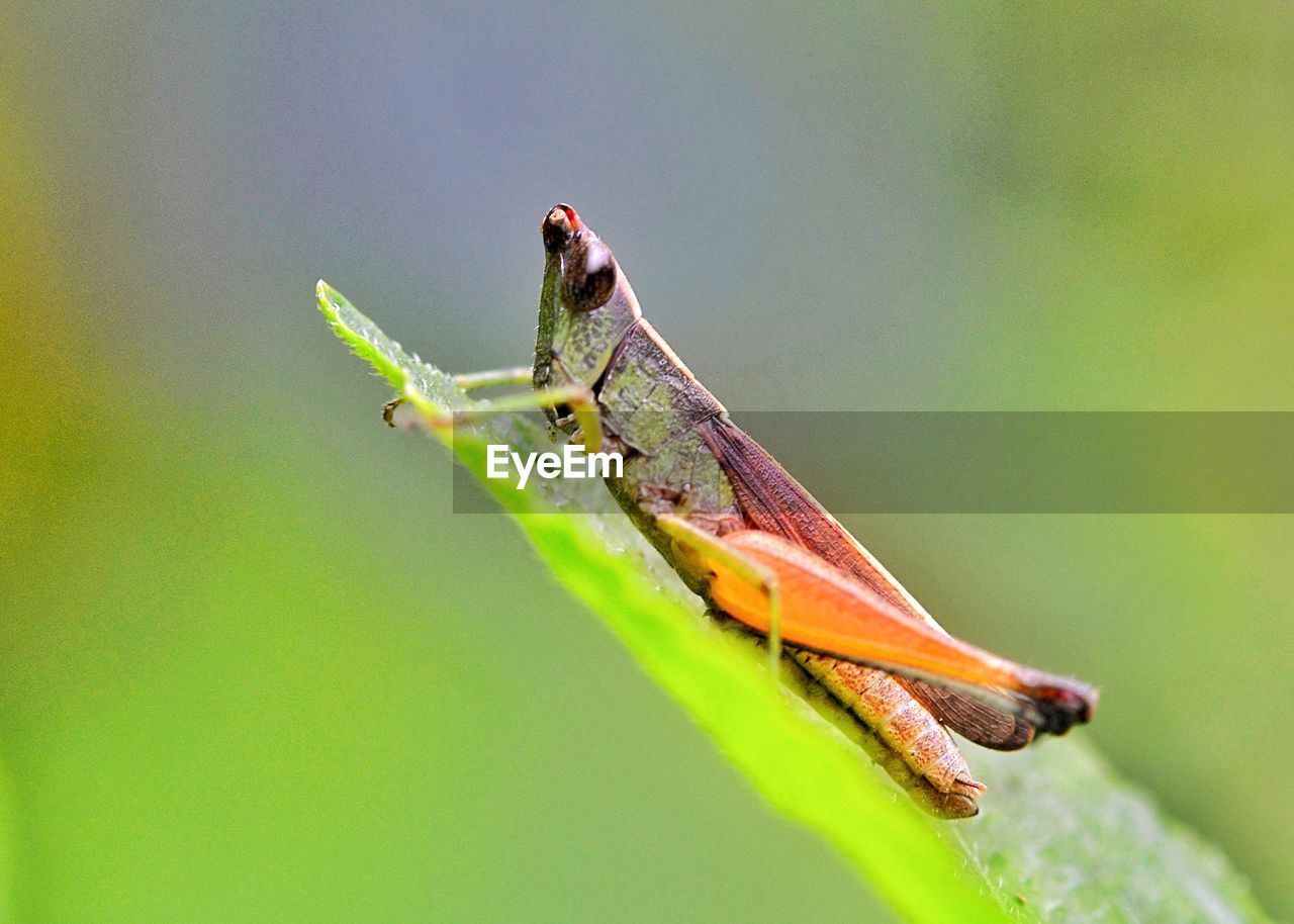 Close-up of grasshopper on leaf