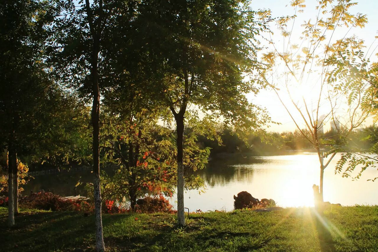 Trees by lake against sky during sunset