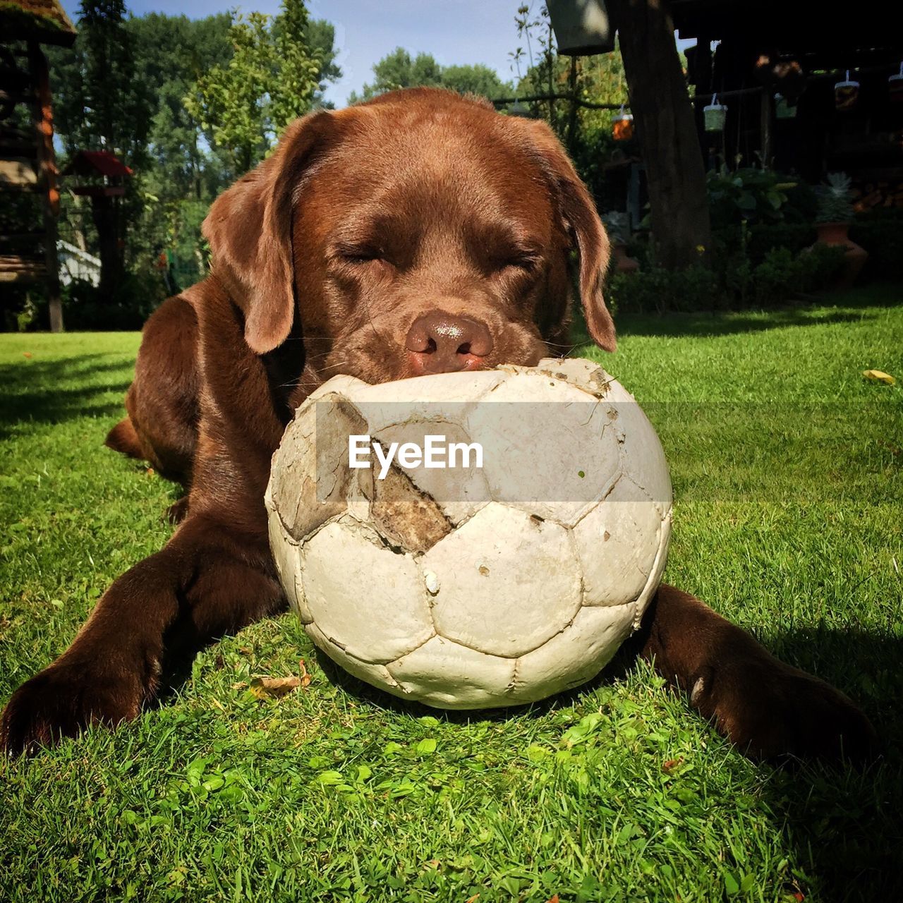 Brown dog with soccer ball on grassy field