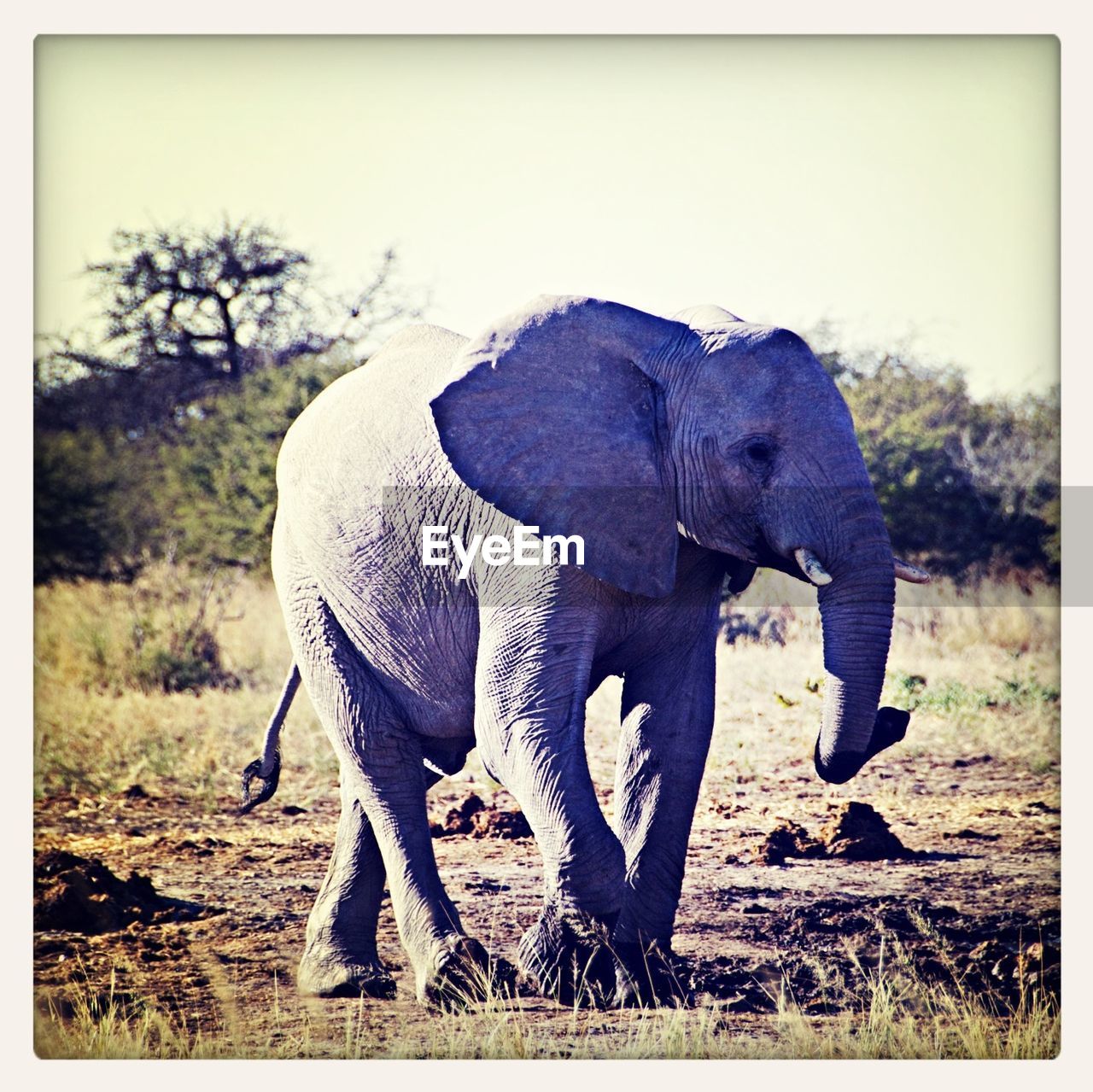 View of an elephant walking on landscape