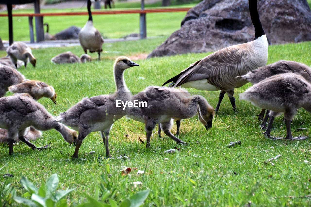 animal themes, animal, bird, group of animals, wildlife, grass, animal wildlife, water bird, goose, ducks, geese and swans, large group of animals, plant, nature, field, land, duck, canada goose, no people, green, day, flock of birds, outdoors, beauty in nature, young animal, beak