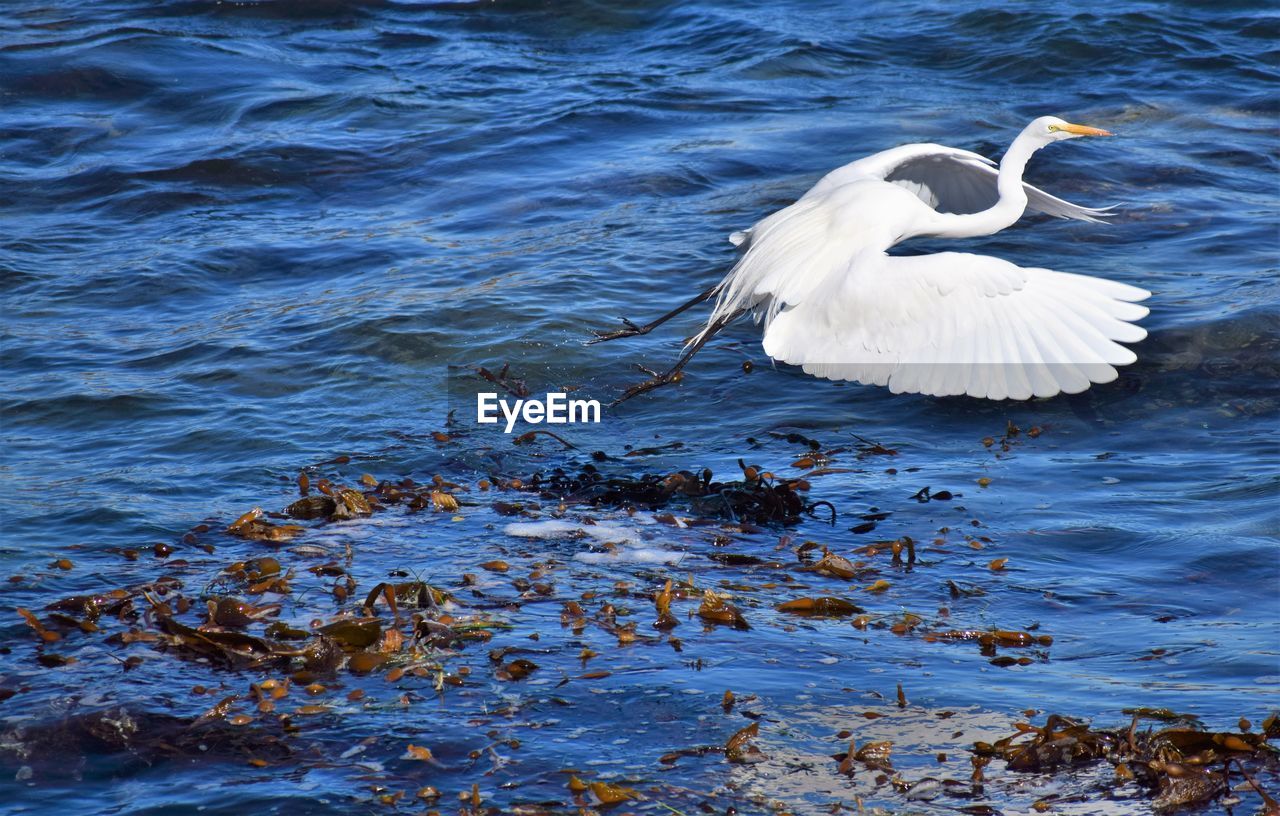 High angle view of great egret flying over lake