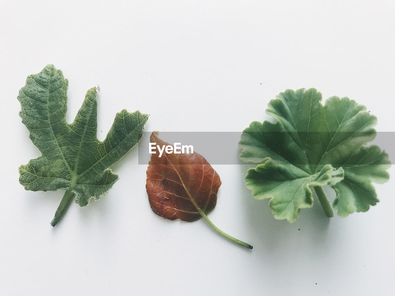 HIGH ANGLE VIEW OF GREEN LEAVES ON WHITE BACKGROUND