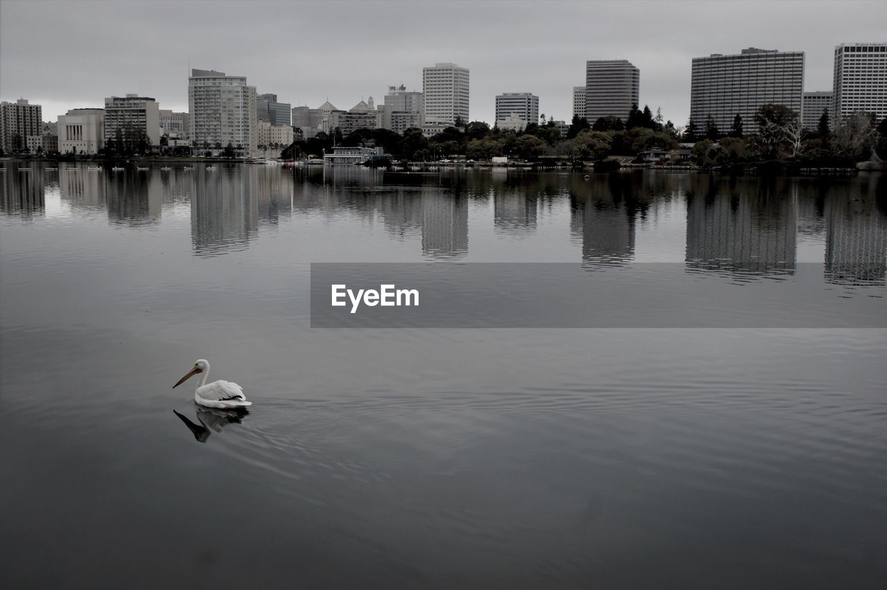 Swan swimming in lake with buildings in background