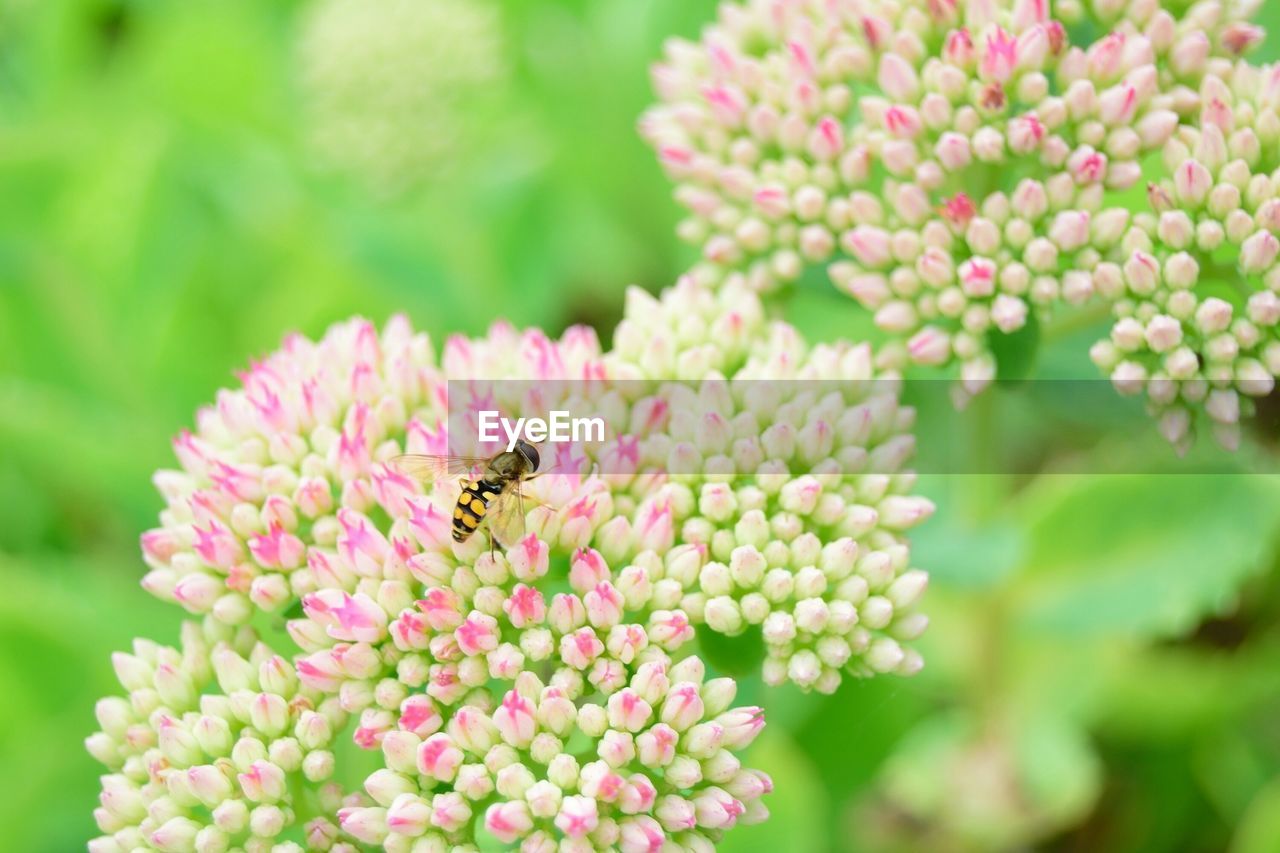 Close-up of bee pollinating on flower growing in field