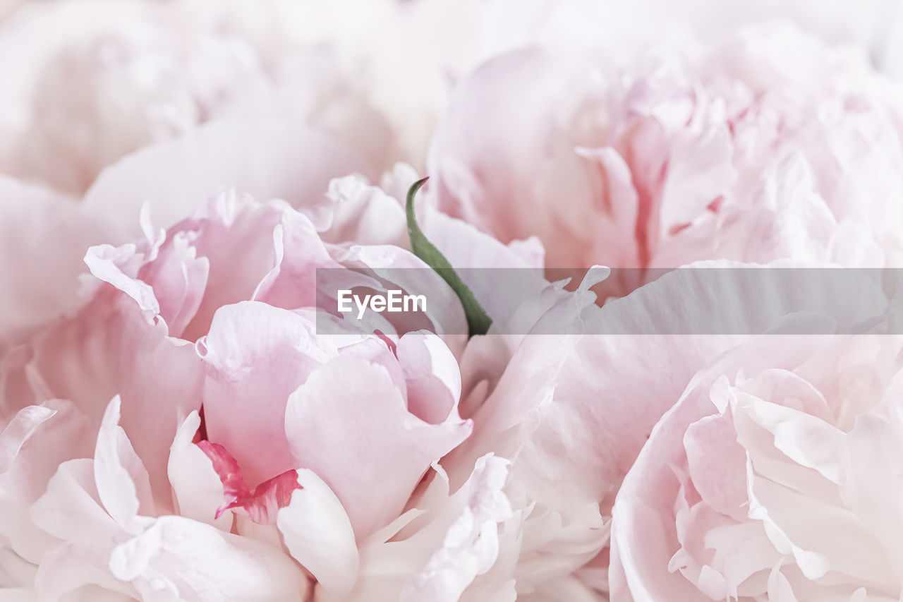 pink, plant, flower, flowering plant, beauty in nature, freshness, nature, close-up, blossom, petal, no people, fragility, growth, flower head, springtime, backgrounds, inflorescence, macro photography, softness, rose, outdoors, pastel colored, selective focus, bunch of flowers, white, flower arrangement