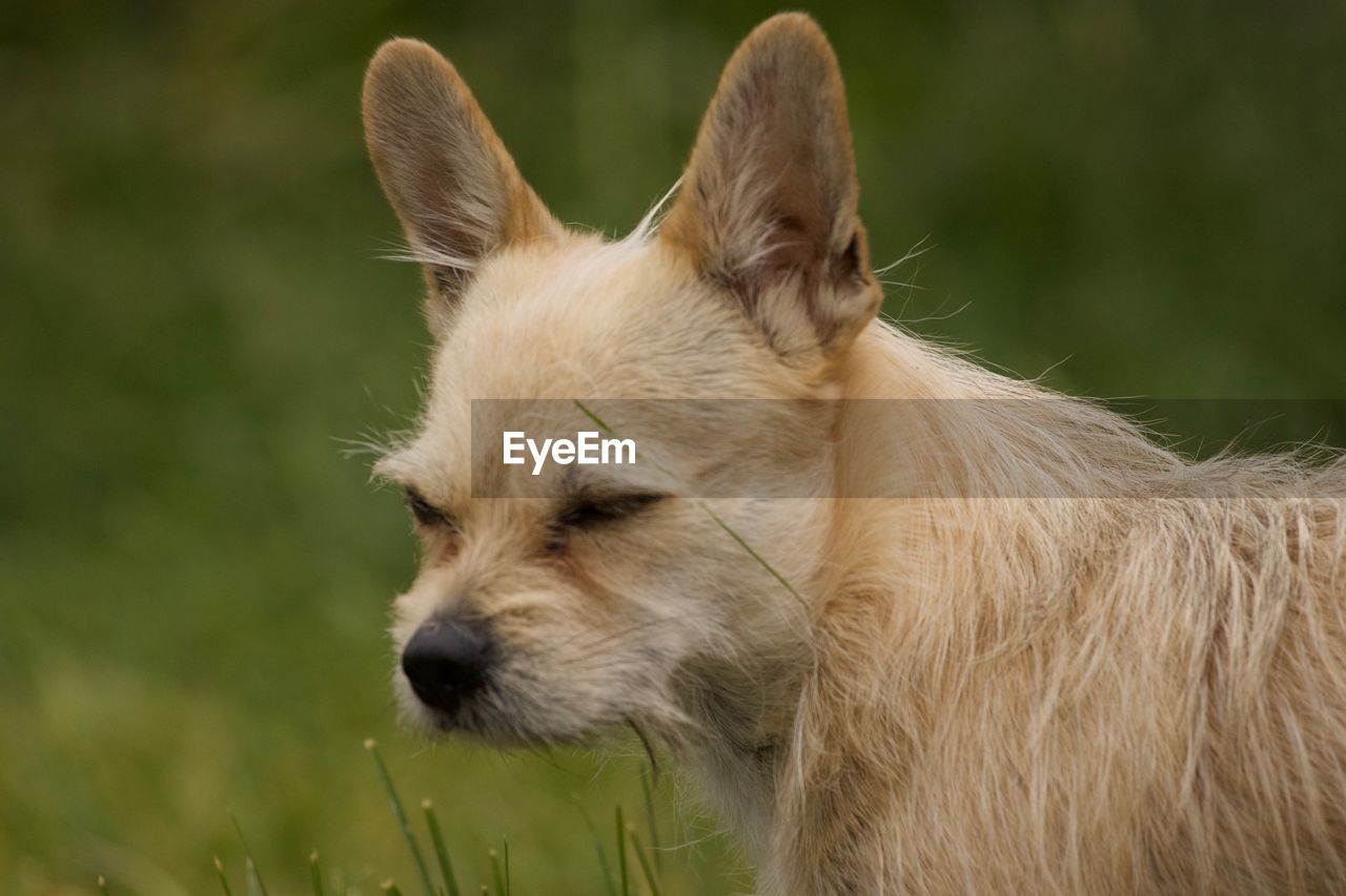 Close-up of a dog looking away