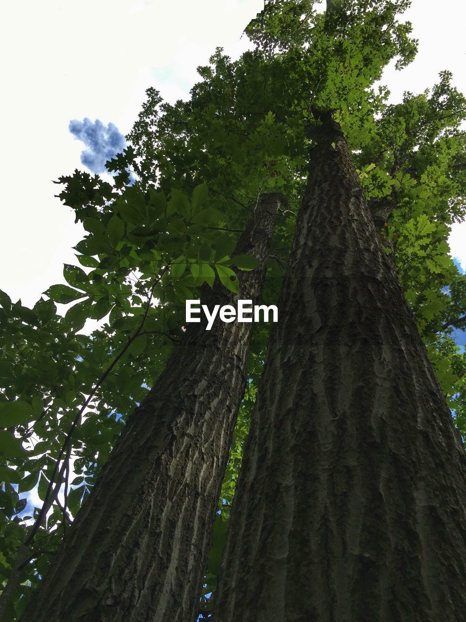 LOW ANGLE VIEW OF TREES AGAINST SKY