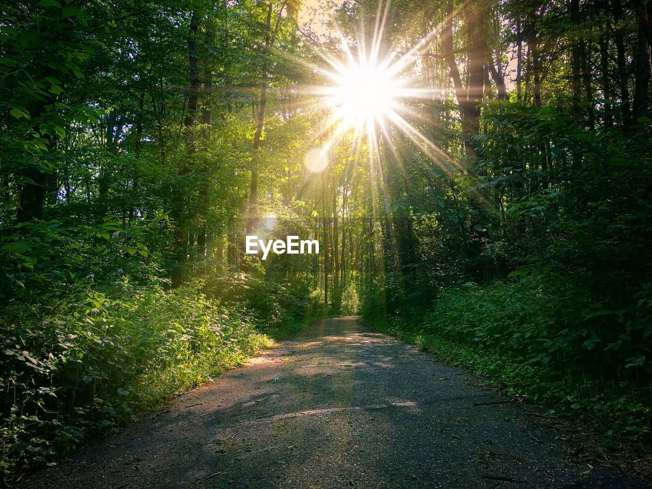 Sun shining through trees in forest