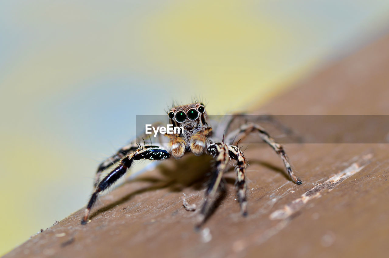 Close-up of jumping spider salticidae on wood