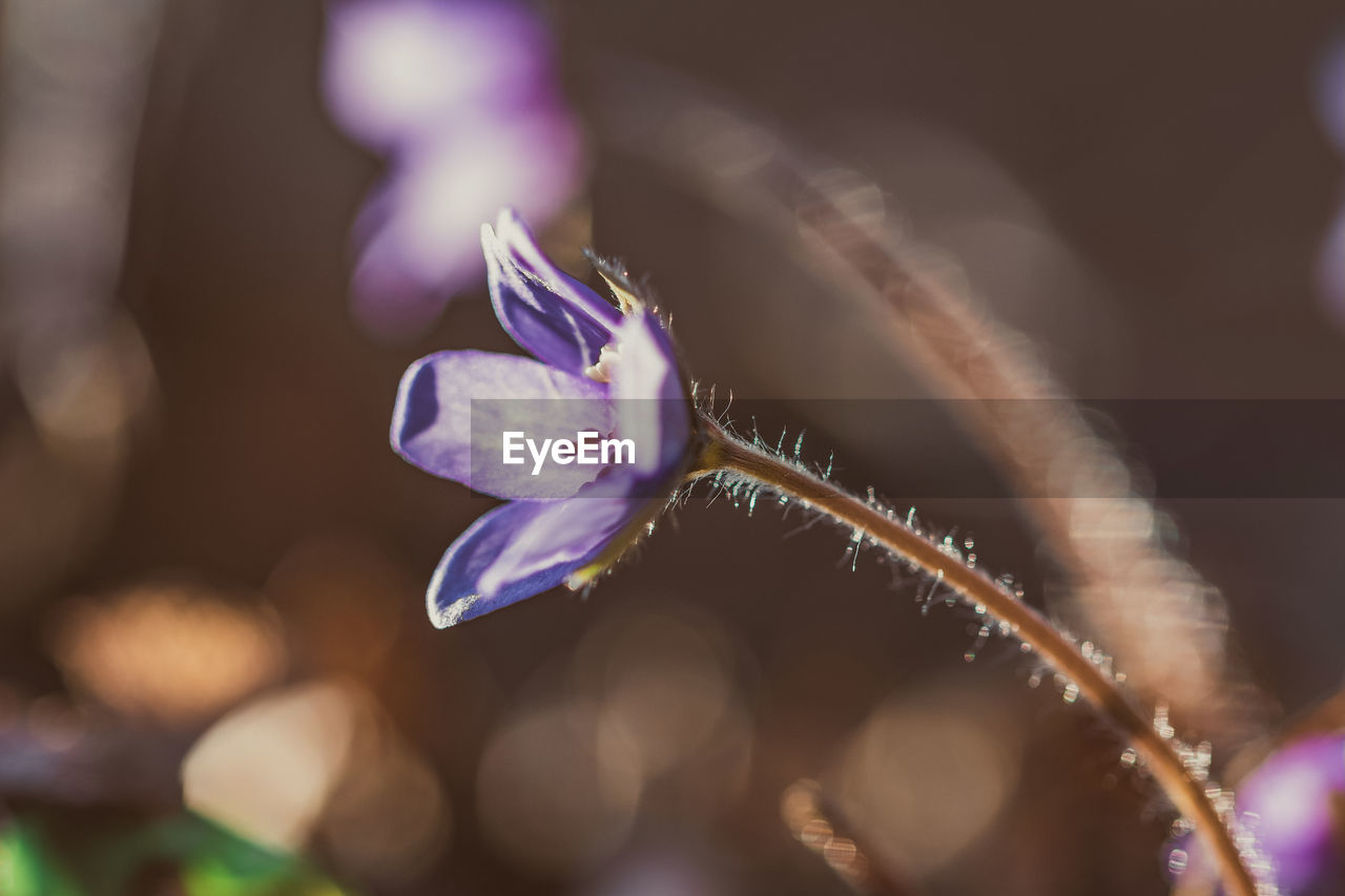 Close-up of purple flower