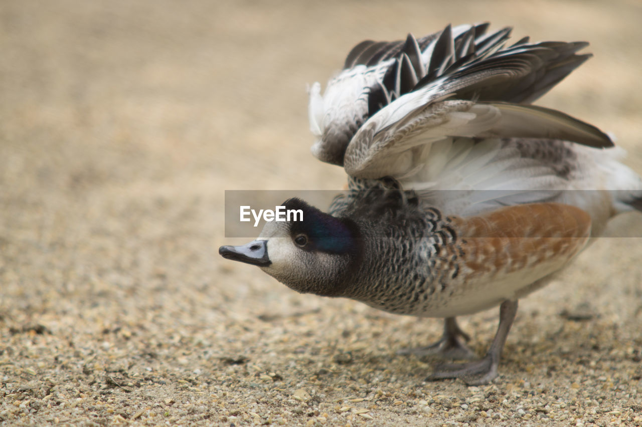 CLOSE-UP OF TWO BIRDS FLYING