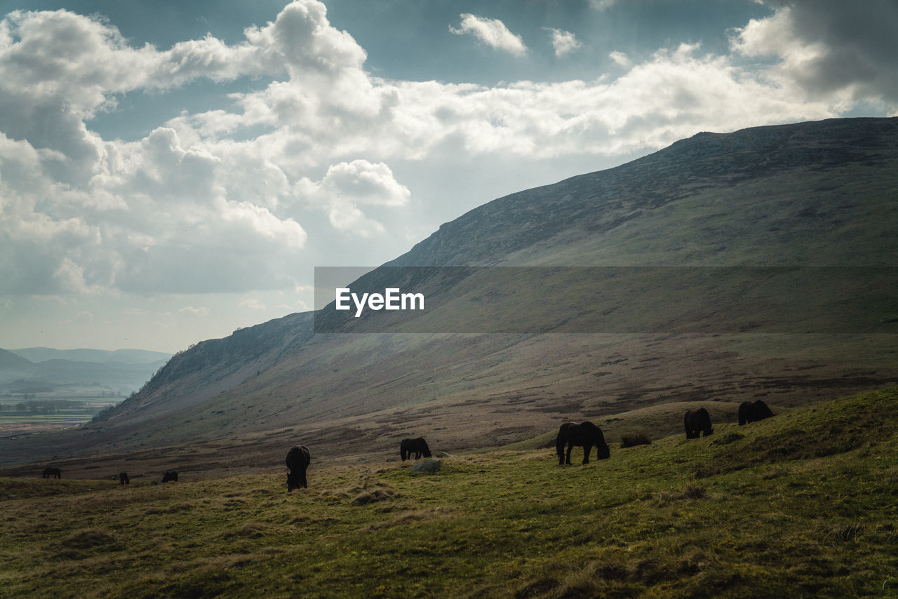 Fell ponies grazing on grass with fells and mountains in the background 
