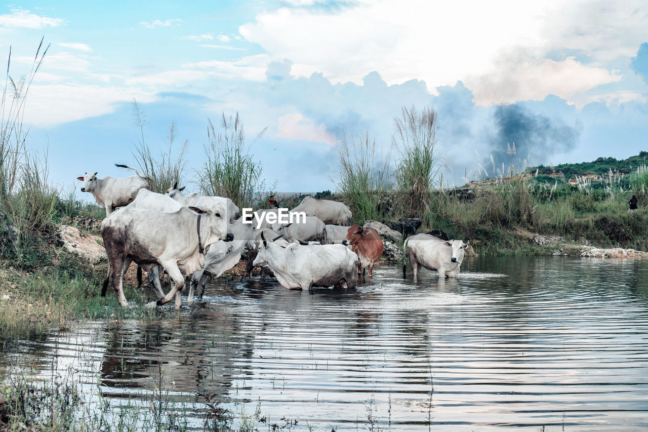 Cows drinking water from lake