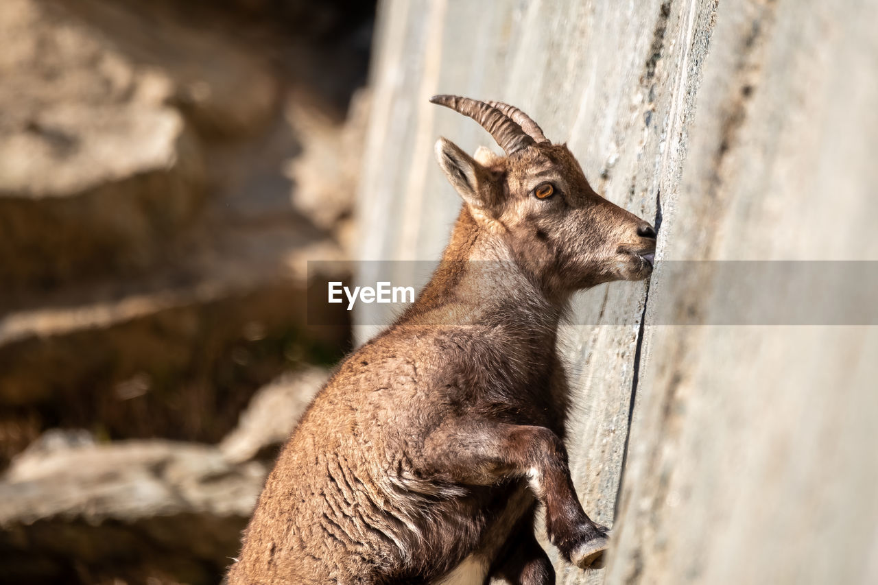 Close-up of deer