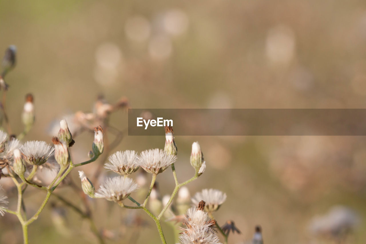 CLOSE-UP OF CHERRY BLOSSOM FLOWERS