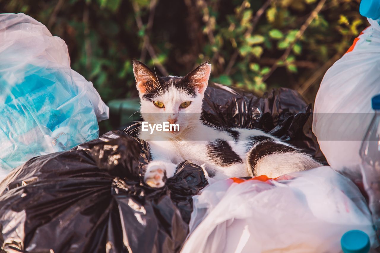 Portrait of cat resting on garbage