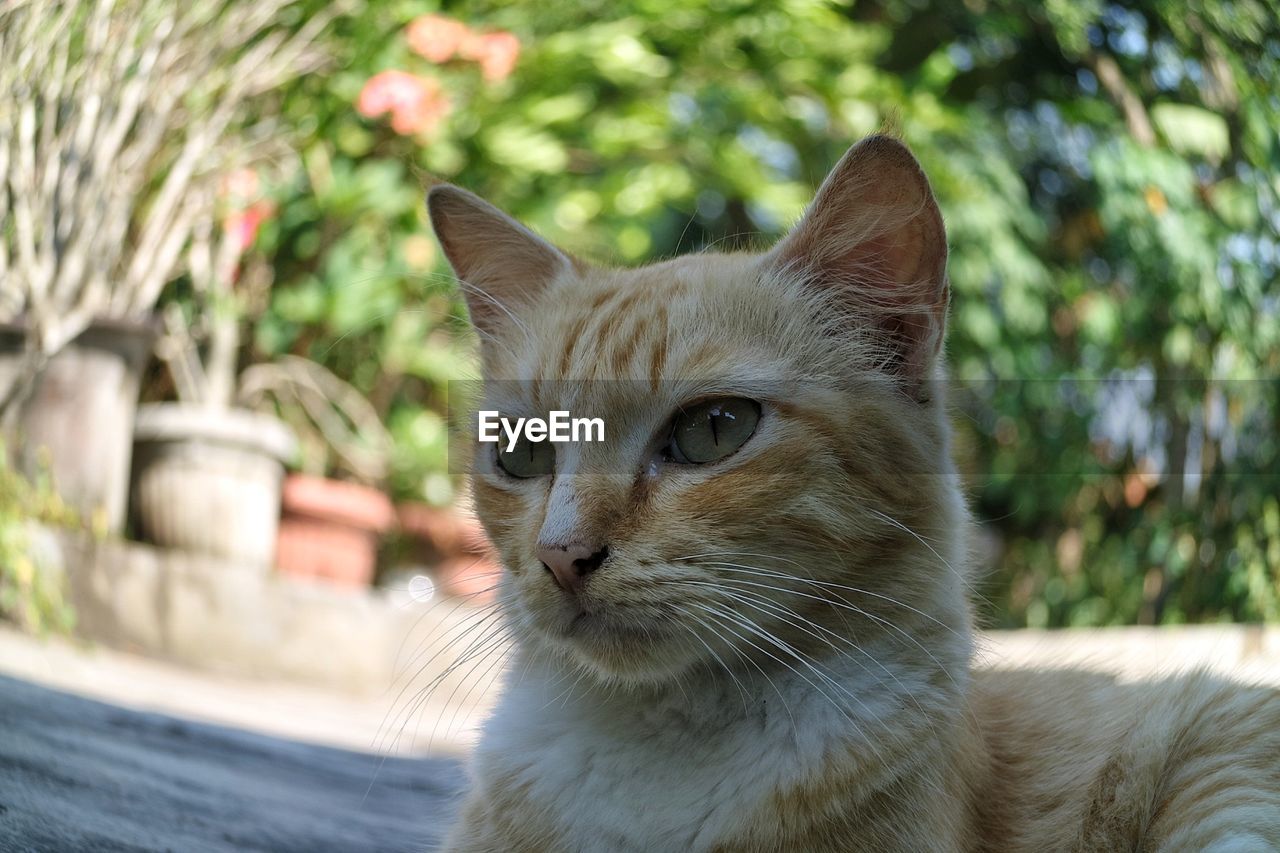 CLOSE-UP PORTRAIT OF CAT OUTDOORS