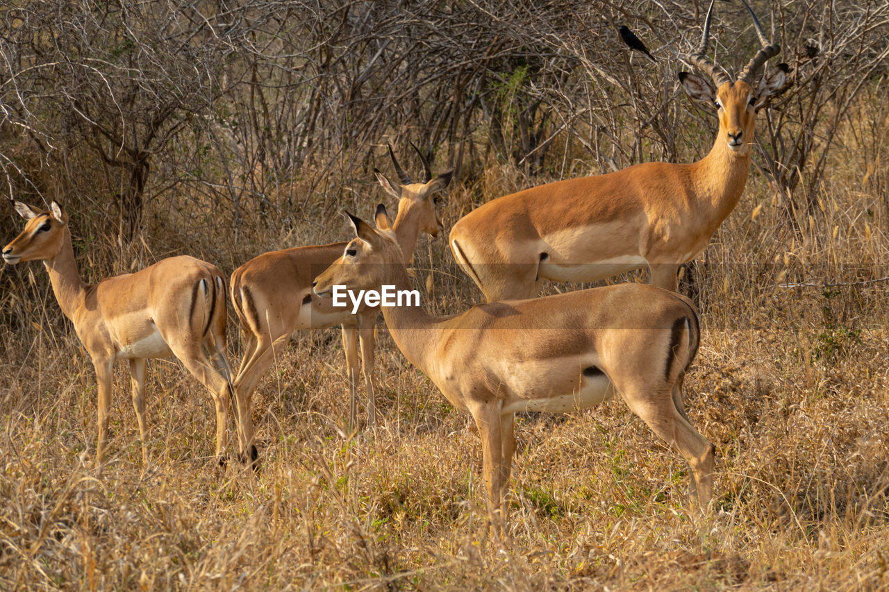 animal wildlife, animal, animal themes, wildlife, mammal, impala, group of animals, springbok, gazelle, antelope, no people, nature, plant, grass, herbivorous, land, deer, day, domestic animals, field, standing, safari, savanna, outdoors, herd, prairie, brown, beauty in nature, two animals, full length, tree, tourism, side view, sunlight, horned