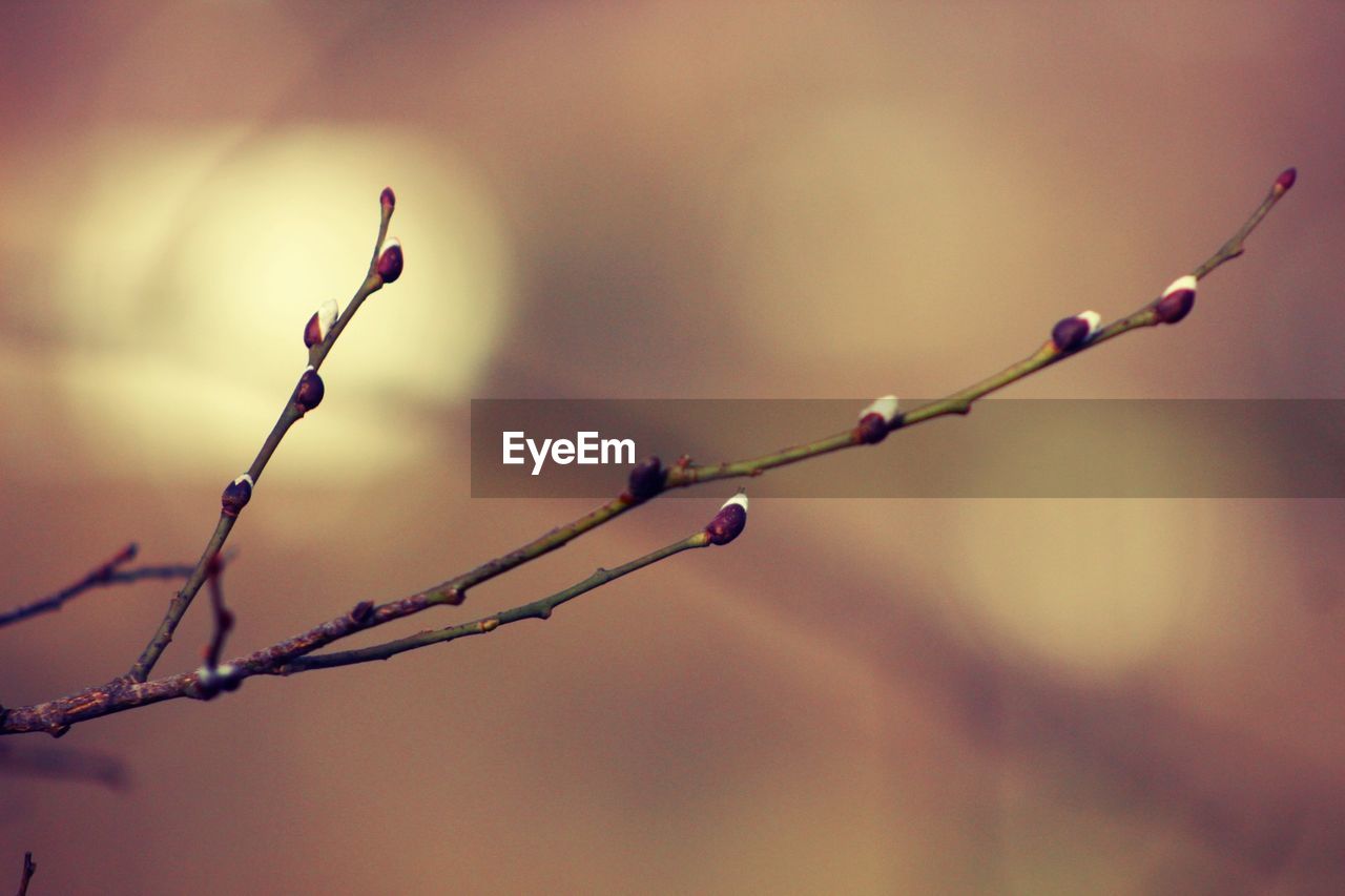 Close-up of buds growing outdoors