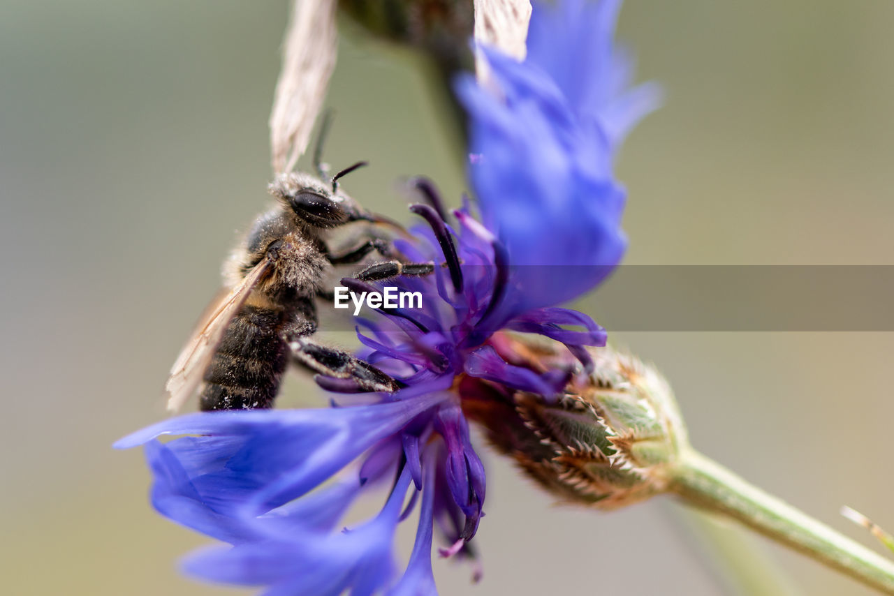 CLOSE-UP OF BUTTERFLY POLLINATING ON FLOWER