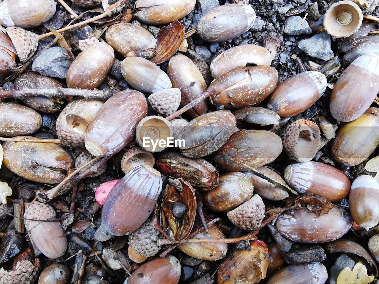 FULL FRAME SHOT OF SHELLS IN THE GROUND