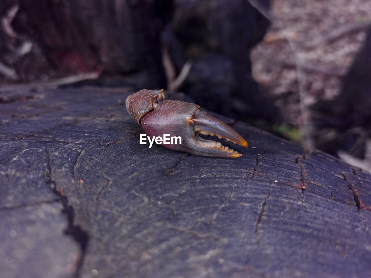 animal themes, animal, animal wildlife, macro photography, wildlife, one animal, close-up, nature, leaf, no people, insect, outdoors, day, selective focus, animal body part, wood, land