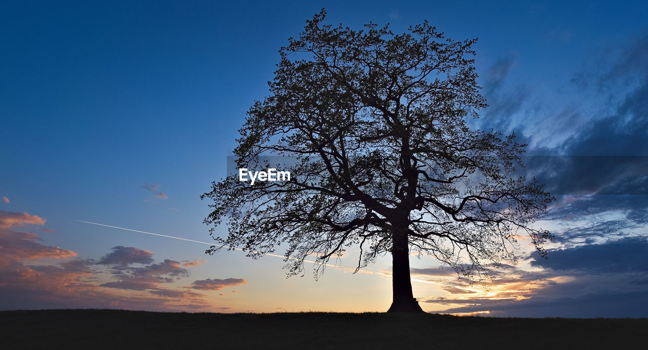 Low angle view of silhouette tree on field against colorful sky at sunset