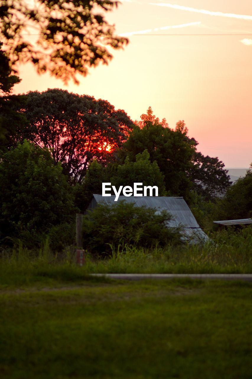 View of grassy landscape with trees against sky during sunset