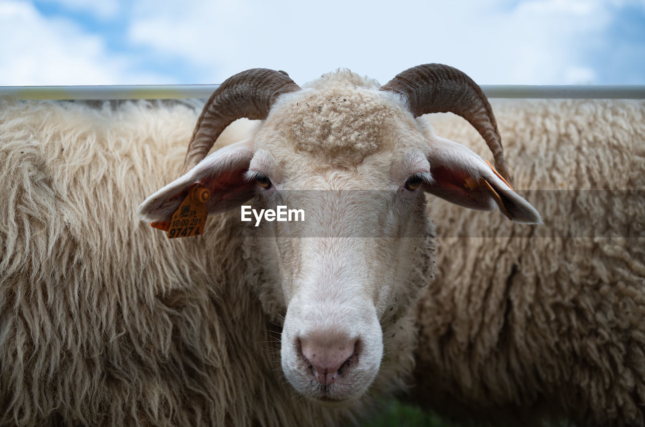 Sheep optical illusion. two sheeps one head