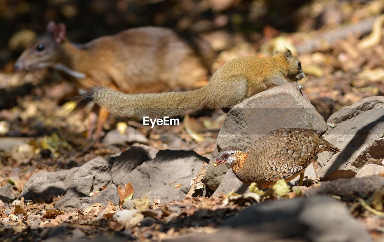 CLOSE-UP OF SQUIRREL ON GROUND