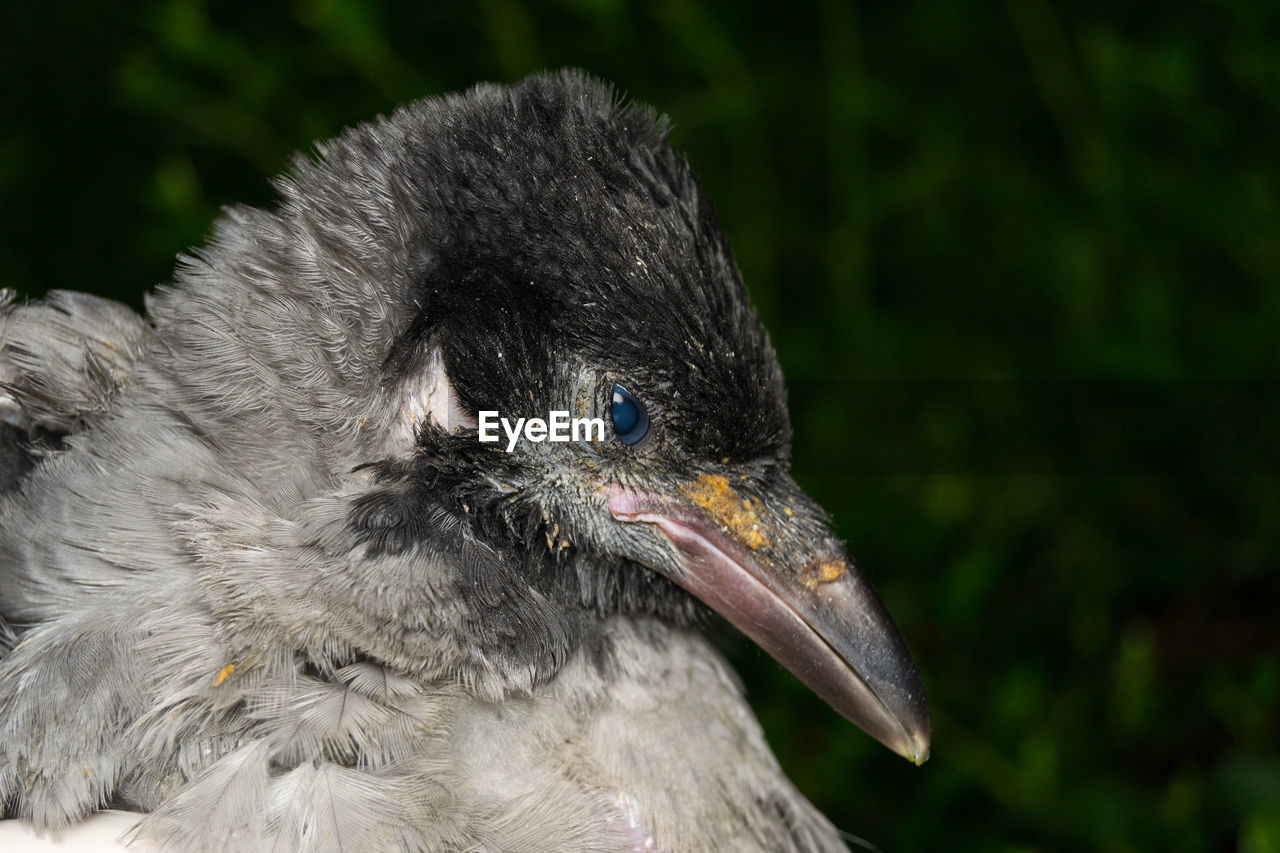 CLOSE-UP OF A PARROT