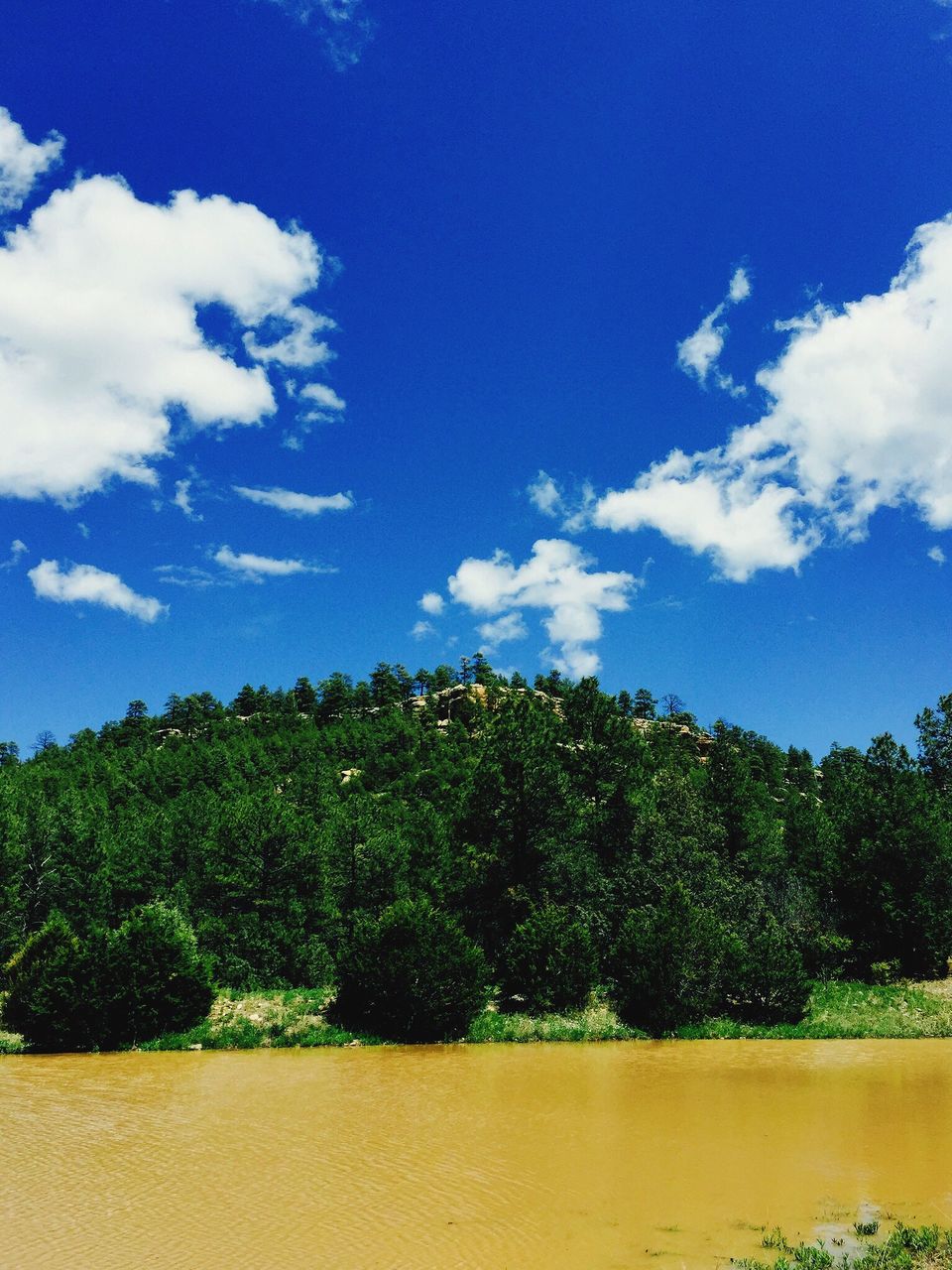 TREES ON LANDSCAPE AGAINST CLOUDY SKY