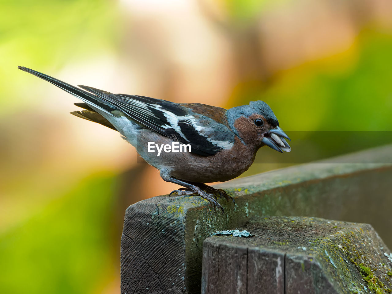 close-up of bird perching on wooden post